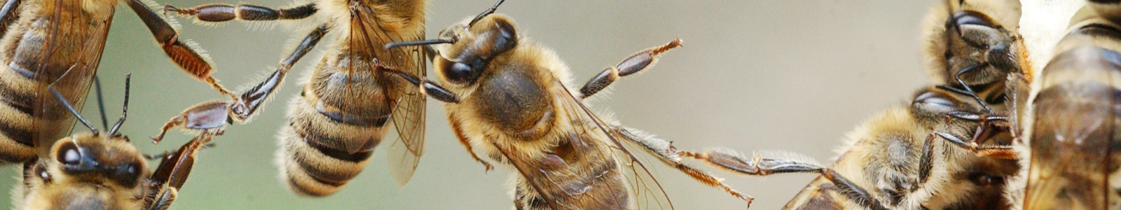 Bienen in Großaufnahme © Dienstleistungszentren Ländlicher Raum
